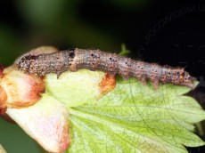 Allophyes oxyacanthae_гусеница II_4